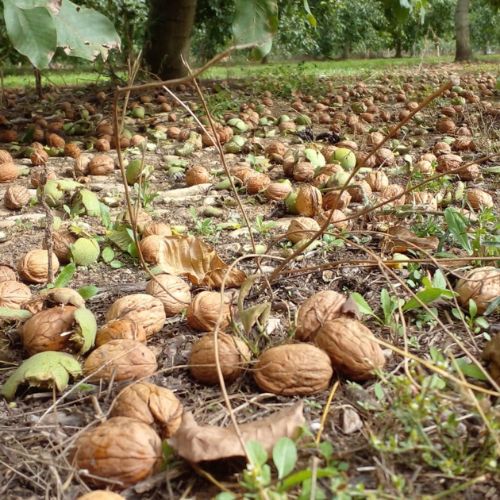 Nueces y Fruta Estanislao Arrese